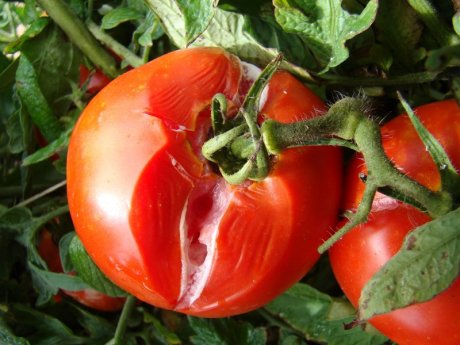 Почернели помидоры, как с этим бороться - Фермер Без Хлопот